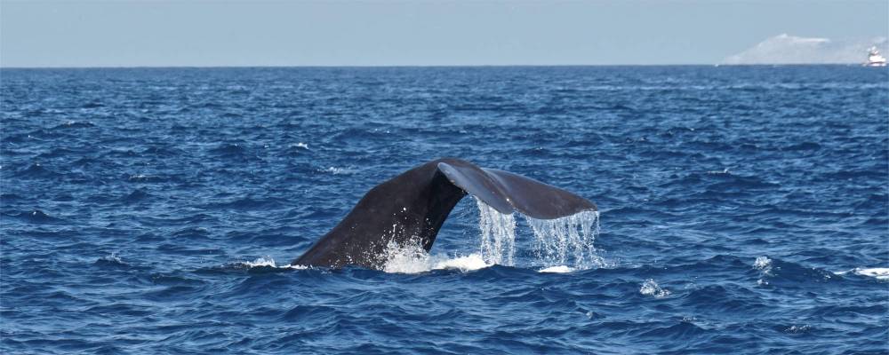 Avistamiento de Ballenas en Tarifa